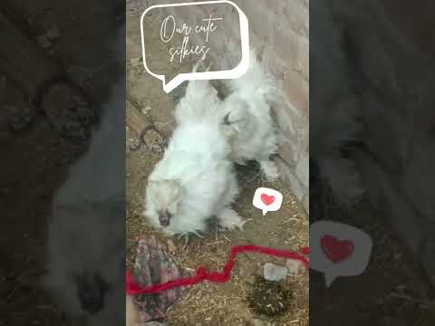 Silkies on the yard.