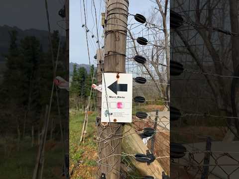 Mont Marie hiking and mountain bike trails. #mountains #mountainbiking #hiking