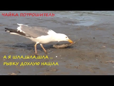 Чайка потрошитель