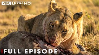 Ultimate Predators (Full Episode) | World's Deadliest | Nature Animal Documentary
