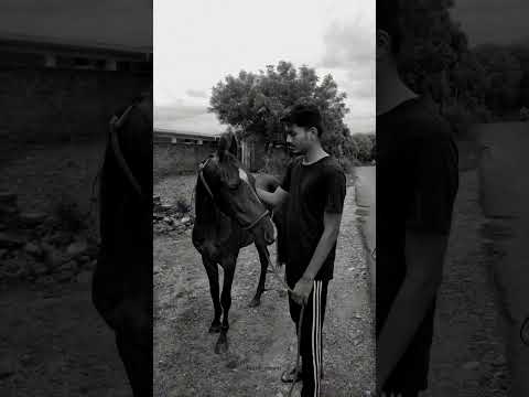 i like this #rajasthan #horse #attitude #mewar #explorepage #rajput