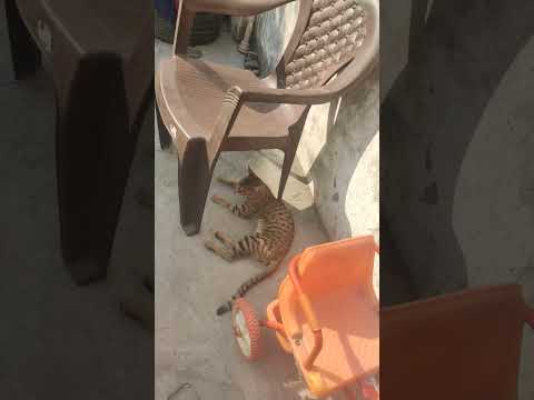 #cat #cutebaby #cutecat #all