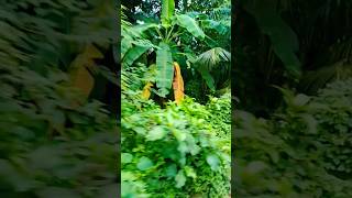 #shortvideo #shortreels #orginalcontent #nature #reels #song #youtubeshorts #tree #shorts #music