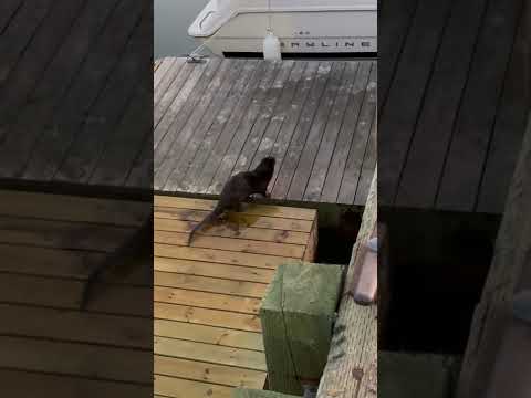 Pooter at the local marina, I found my spirit animal!