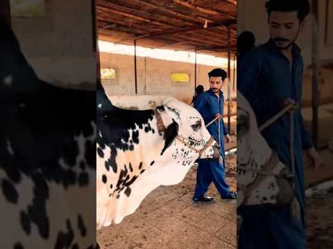 100 cr ka Bachraa 😱#qurbani2025 #qurbani #mostpopular