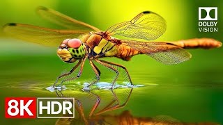 Ultimate OLED Display test 120fps | 8K HDR Dolby Vision ||4K VideoULTRA HD TV  