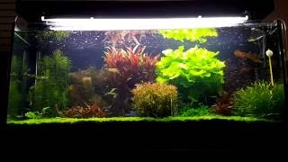 Planted Tank - Wet Dream