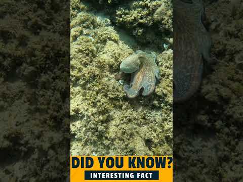 Octopus Has Three Hearts? The Strange Anatomy of an Octopus