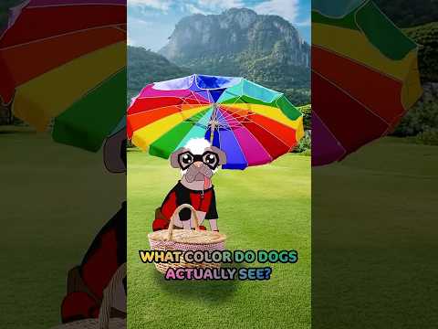 What Colors Can Dogs Actually See?! 🧐