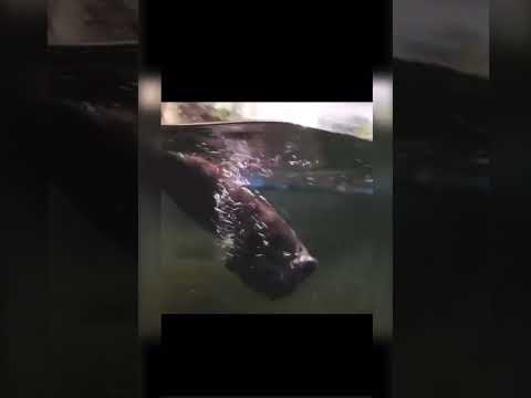 Momma otter teaching baby otter how to swim for the first time