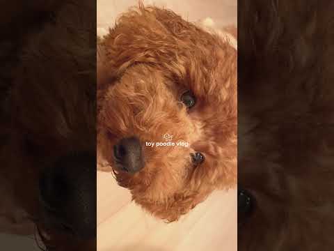 トイプードルの日常vlog ૮₍´˶• . • ⑅ ₎ა #トイプードル  #vlog #日常vlog #犬のいる暮らし #犬動画