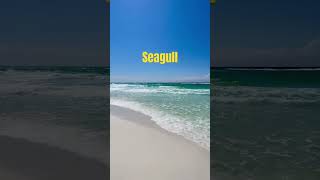 Seagull! #wow #seagull #walk #aerosmith #beach #cool #lol #fun #vibes #youtubeshorts #florida #love