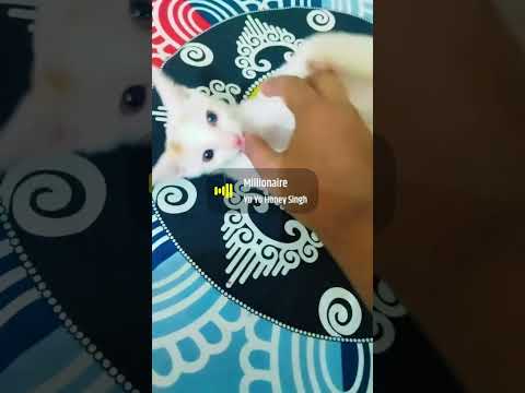 #catlovers #cat #pets #funny #ytshorts #follow