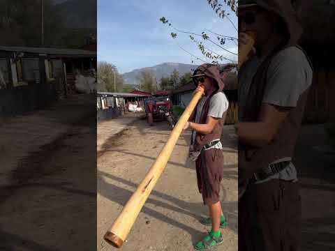 I'm playing on didgeridoo for #didgeridoomusic #horses. They like it. Do you like the didgeridoo to?