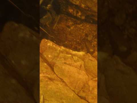 3g nugget! The gold just keeps coming! #goldmining #goldprospecting #nature