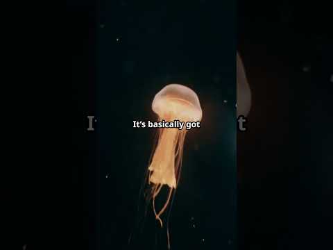 4 Shocking Secrets Behind the Jellyfish That Can Live Forever!