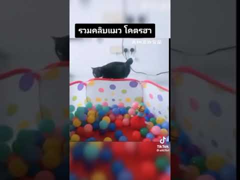 คลิปฮาๆน้องแมว - NO.10 #คลิปแมว #คลิปหมาน่ารัก