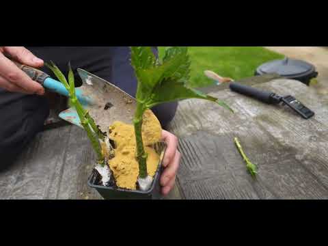 Cum sa crești hortensi în nisip / Plantarea florilor de hortensia / Instrucțiuni plantare