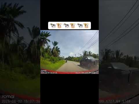 #reels #viral #shorts #support #subscribe #follow #tiktok #fypシ゚viral #youtubeshorts #money #cow #fb