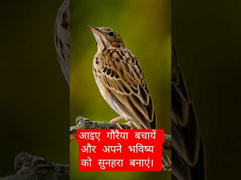 आइए गौरैया को बचाएं जो हमारे प्रकृति और आंगन दोनों को सुंदरता प्रदान करती है। #Save Sparrow #shorts