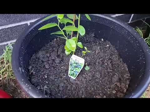 Garden update!
