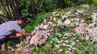 Villagers harvesting lots of wild mushroom from forest, cook with organic vegetables