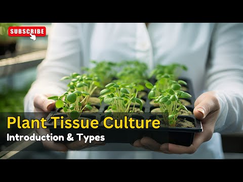 Types of Plant Tissue Culture || Plant Tissue Culture || Plant Biotechnology