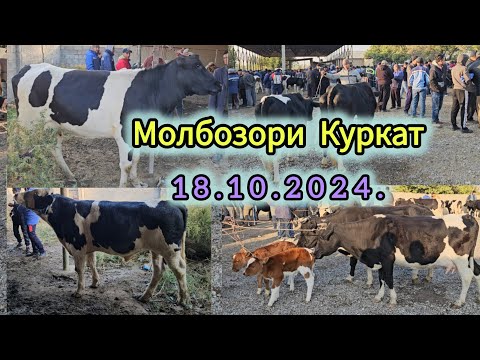 МОЛБОЗОР ХУДЧАНД КУРКАТ 18 ОКТЯБР ХАМАША  НАВОР КАРДЕМ БЕХТАРИН ШУД РОЛИК