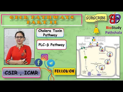CHOLERATOXIN & PLC BETA PATHWAY || Cell Communication || Life Sciences || BioStudy Pathshala