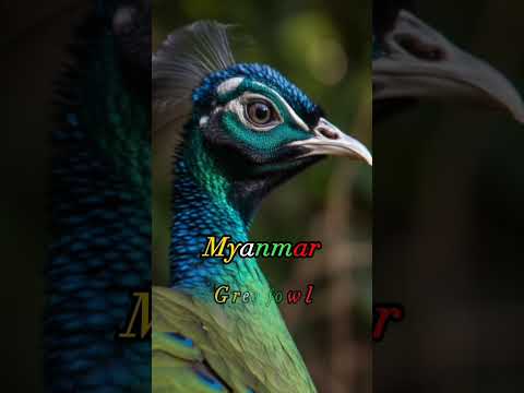 Your Country National Animal - Myanmar 🇲🇲 and Pakistan 🇵🇰