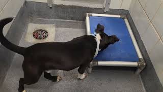 Acs A815782