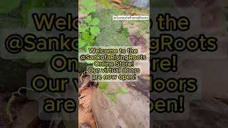 cerasee face soap #eczemarelief #acnesolutions #bittermelon