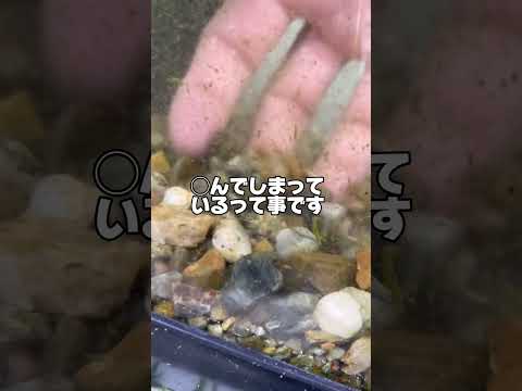 メダカは雨に弱い！？