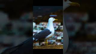#WildlifeWatching #NaturePhotography #NatureLovers #wildlifewonders#shorts