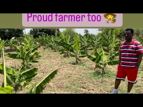 How to start banana farming in Africa 2022