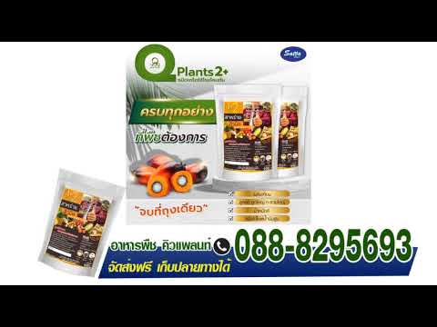 แก้ปัญหาปุ๋ยแพง ลดตุ้นทุนการผลิต ด้วยอาหารพืชคิวแพลนท์