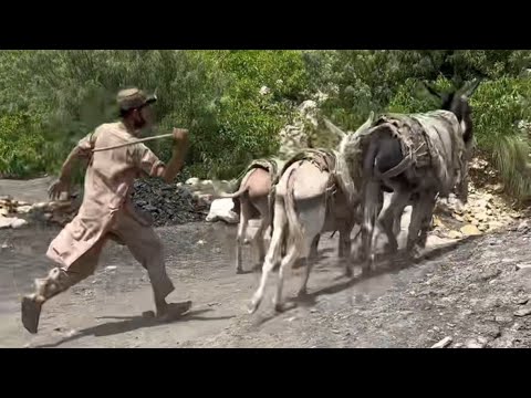 Coal mine. They use donkeys inside the 3000-foot mine.