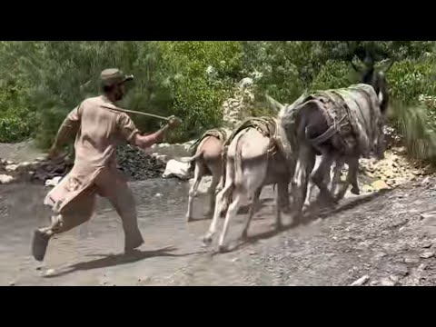 Coal mine. They use donkeys inside the 3000-foot mine.