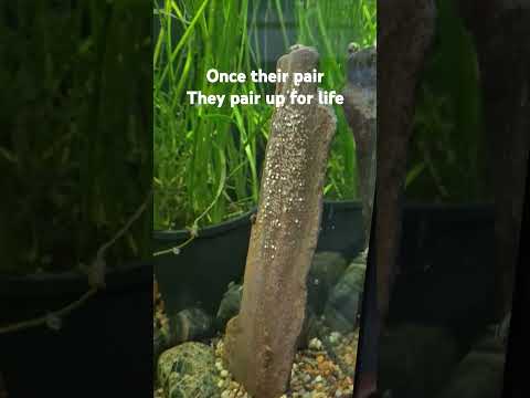 First time having AngelFish Eggs in Craig's Fishtanks