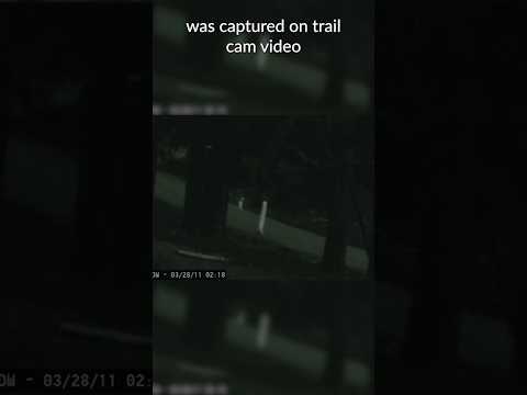 Cryptid Alert: Fresno Nightcrawlers Caught on Camera in Sweden? #paranormal #funfacts #scary