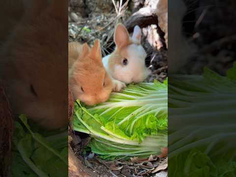 Bunny Brothers' Epic Cabbage Feast #shorts #funny #trending