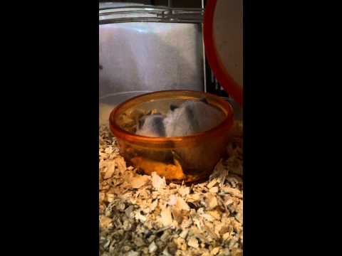 倉鼠 三線鼠 出生紀錄 三線鼠寶寶 【DAY22】