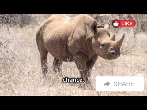 Endangered Animals Making an Incredible Comeback 🐅🌍 | Inspiring Wildlife Stories with Avery Bliss