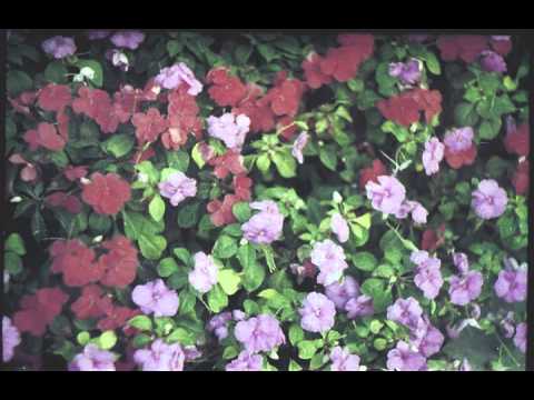 მღვიმელი - ლამაზად