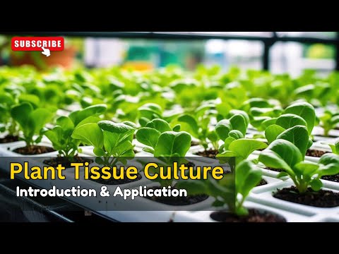 Plant Tissue Culture Explained in detail || A beginner's guide to Plant Tissue Culture