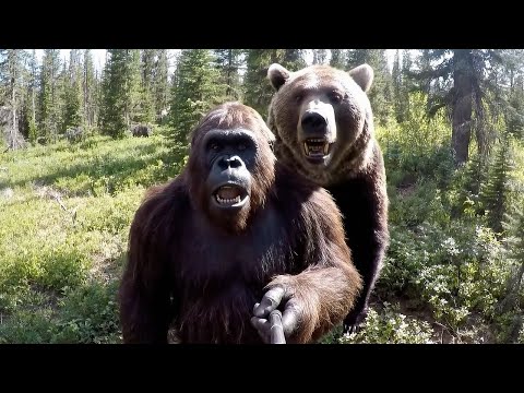 Bigfoot VLOG - Bear Fight