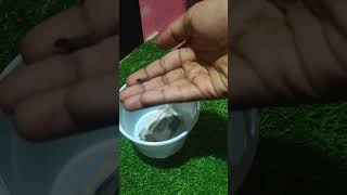 Remedies to increase cash flow #dheivegam #anmeegam