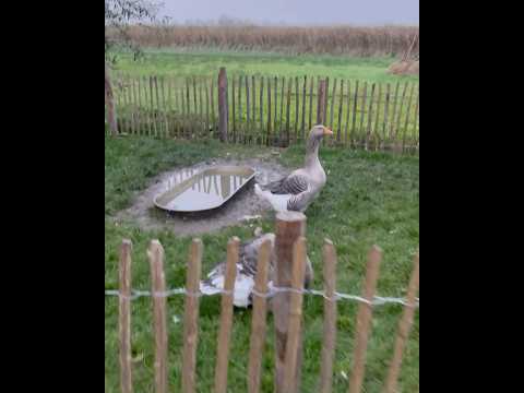 Kinderdijk Ducks, Netherlands #kinderdijk #kinderdijkmills #windmill #netherland #ducks #tour