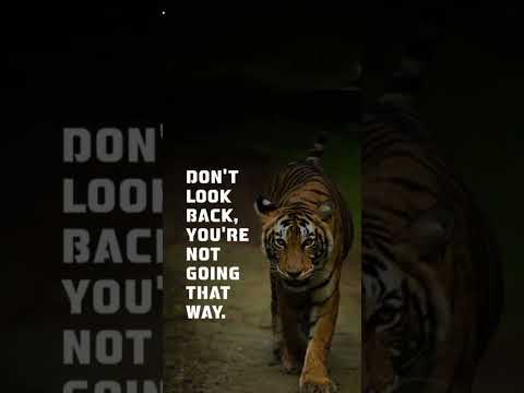 Don't look back Your e Not  #Inspirational thoughts #Motivational #status #shorts  #You're a #Tiger