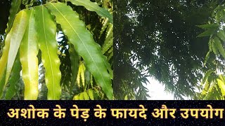 Ashoka Tree for Health.